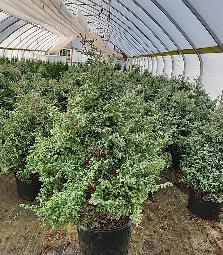 Chamaecyparis pisifera 'Boulevard'
