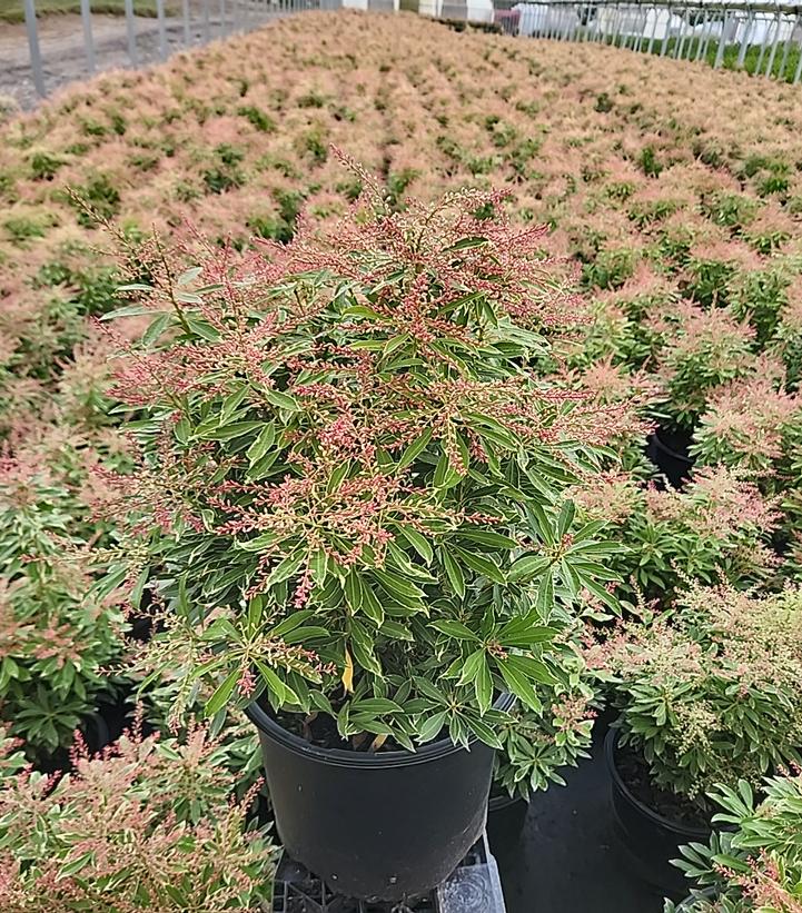 Pieris jap. Passion Party™ Pink Frost