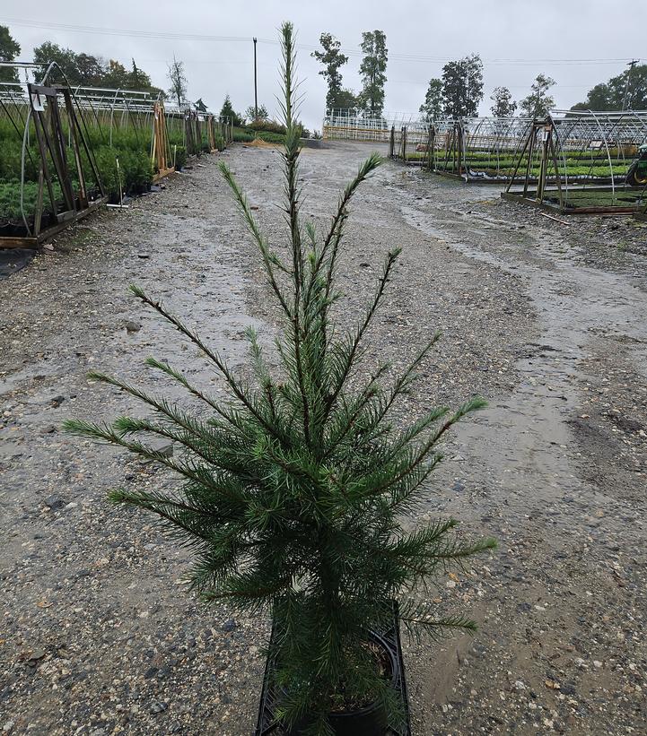 Pseudotsuga menziesii 