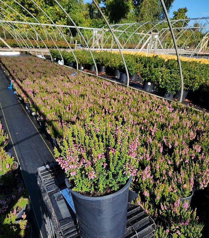 Calluna vulgaris Beauty Ladies® - Purple