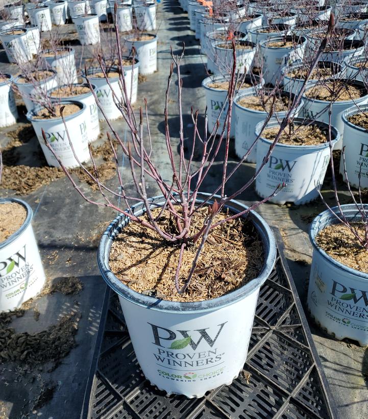 Cornus alba Sgt. Pepper™