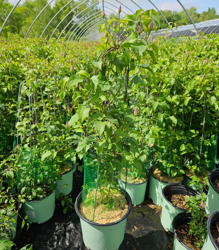 Clematis Boulevard® Ravel™
