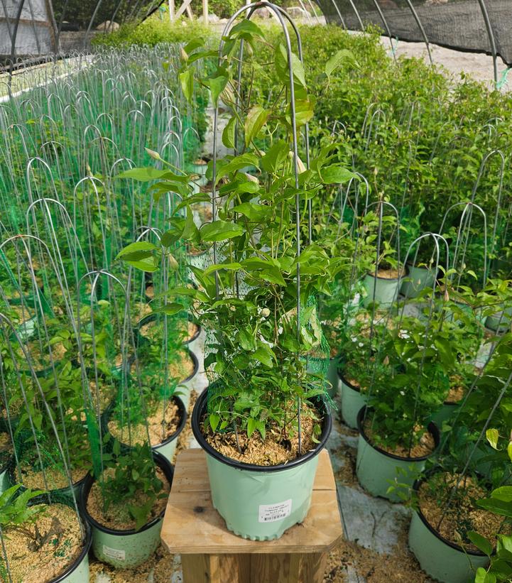 Clematis Tumanini™