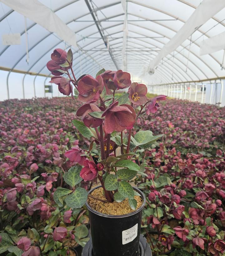 Helleborus x Frostkiss® Vibey Velvet™