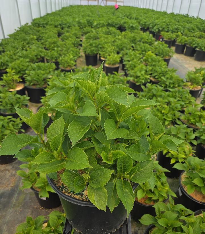Hydrangea macrophylla Next Generation® Pistachio