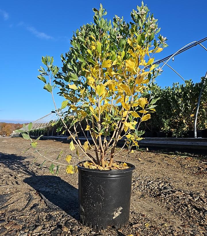 Baccharis halimifolia 