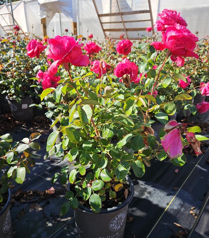 Rosa Loves Me, Loves Me Not™