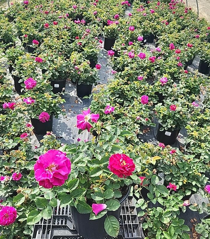 Rosa Showpiece™ Purple
