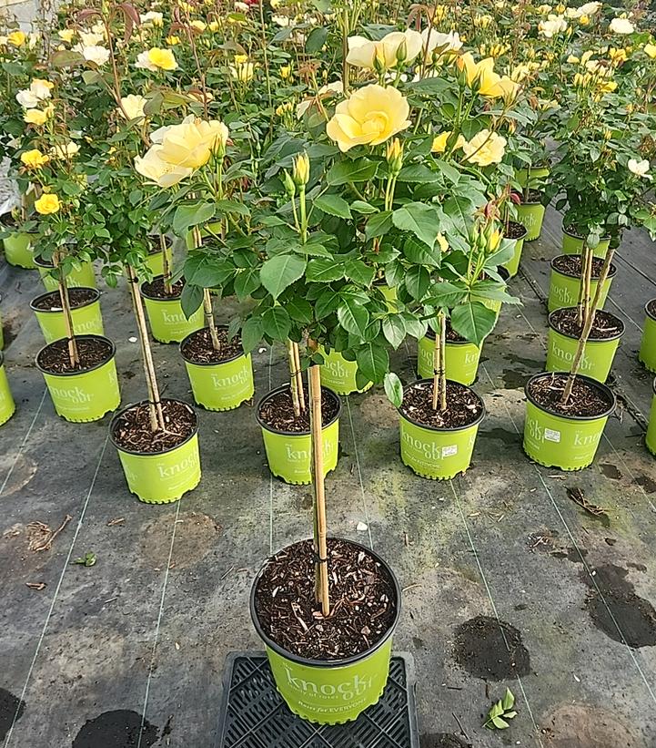 Rosa Easy Bee-zy™ Knock Out®