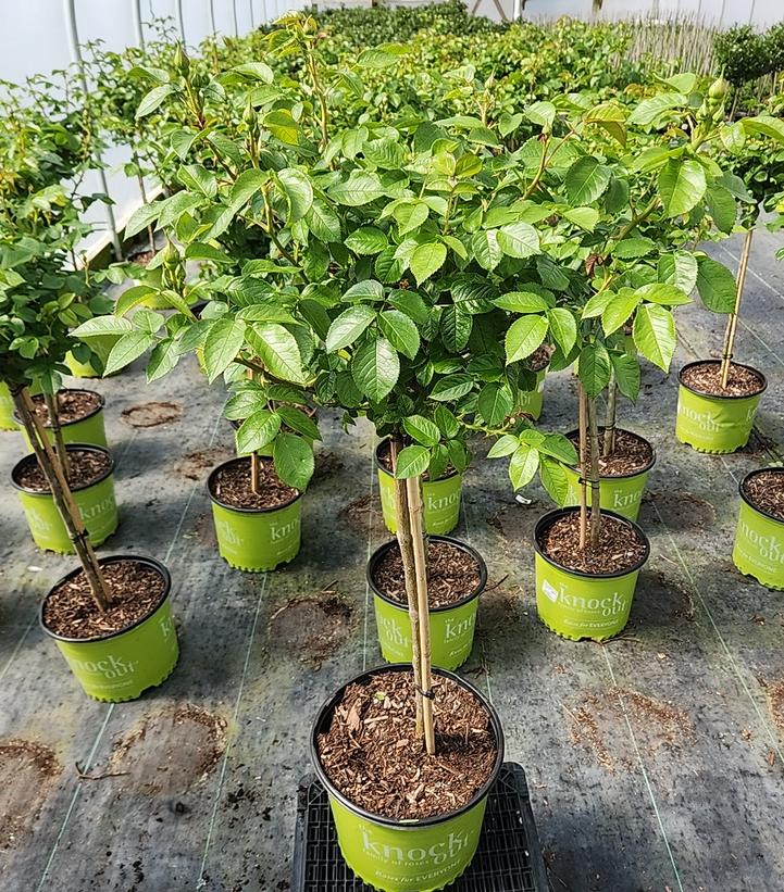 Rosa Orange Glow™ Knock Out®