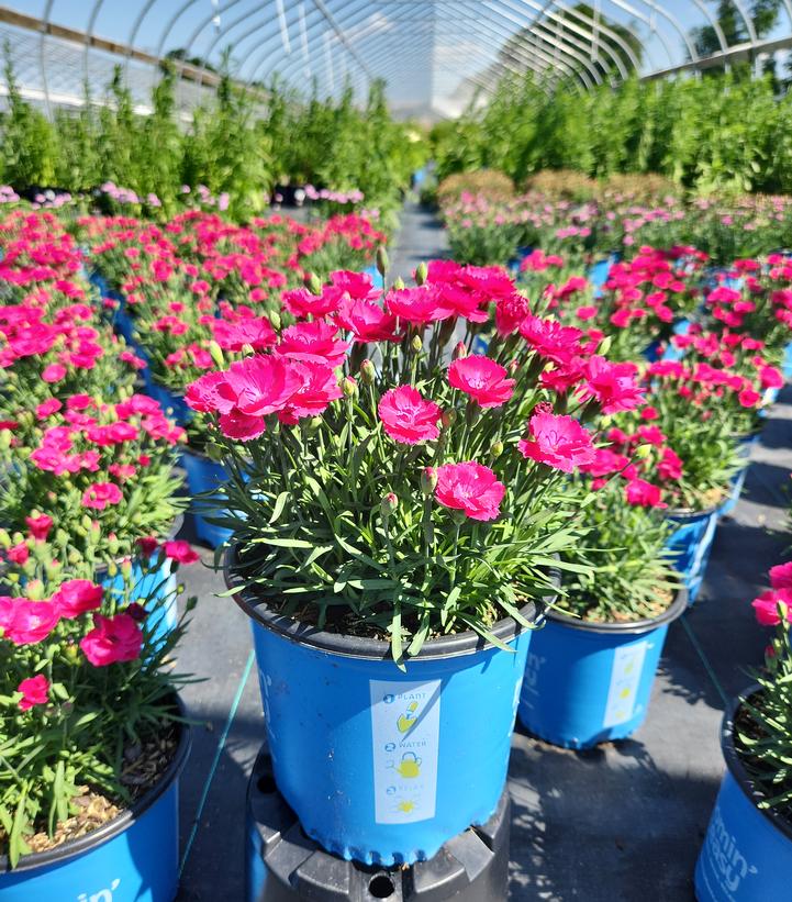 Dianthus gratianopolitanus Glamour Time™