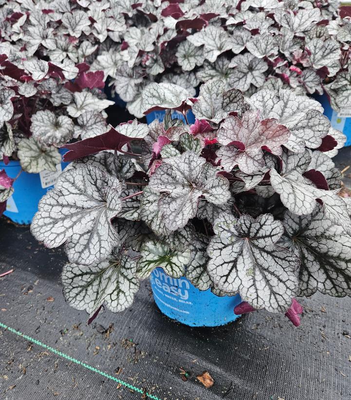 Heuchera Spice Curls™