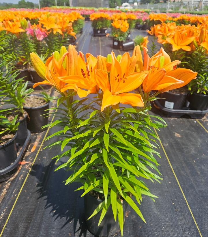 Lilium asiatic Fantasiatic Orange