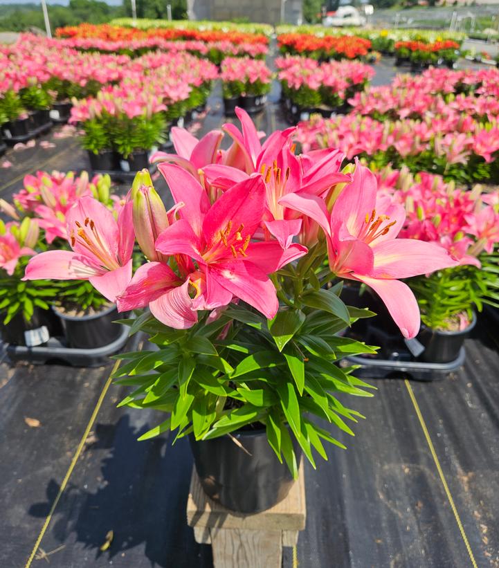 Lilium asiatic Fantasiatic Pink