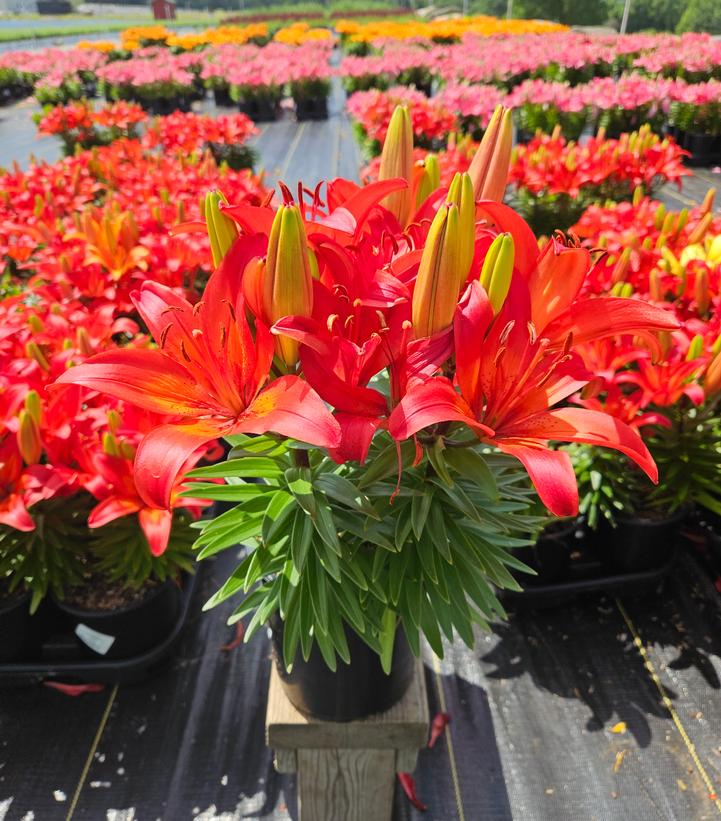 Lilium asiatic Fantasiatic Red
