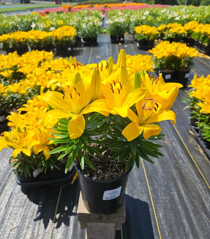 Lilium asiatic Fantasiatic Yellow