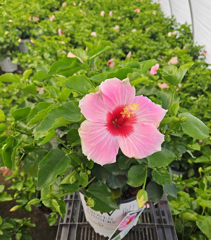 Hibiscus rosa-sinensis Hollywood Hibiscus® America's Sweetheart™
