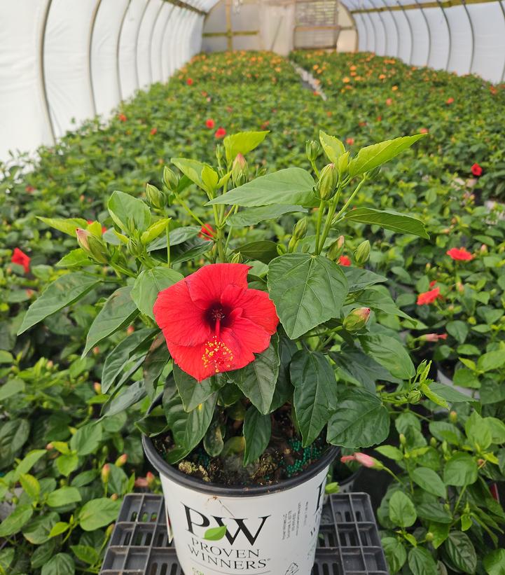 Hibiscus rosa-sinensis Hollywood Hibiscus® Hot Shot™