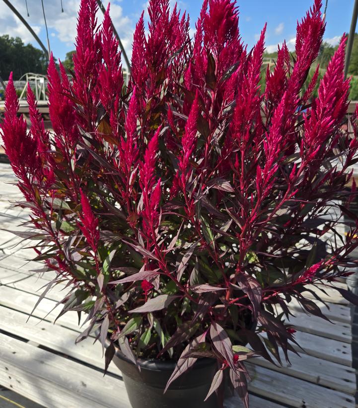 Celosia 'Floriosa Red Dark Leaf'