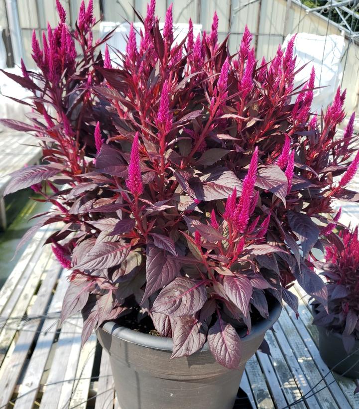 Celosia 'Kelos Fire Purple'
