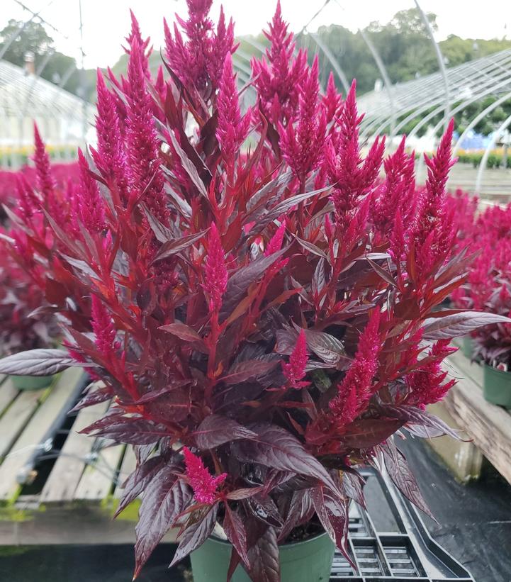 Celosia 'Kelos Fire Magenta'