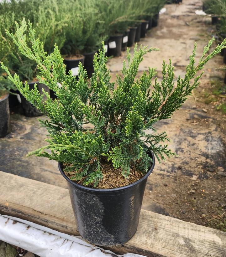 Juniperus chinensis 'Mint Julep'
