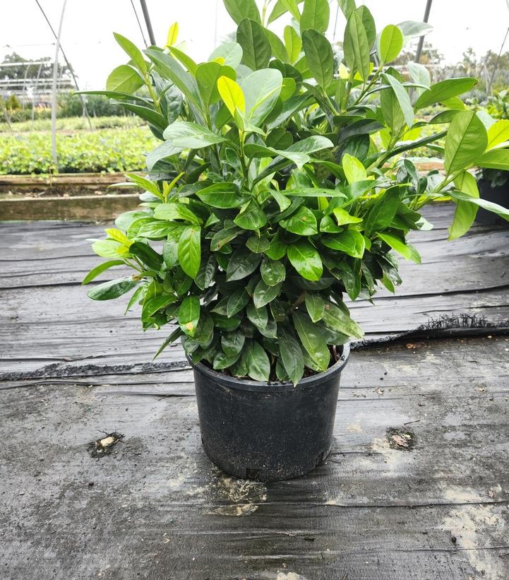 Prunus laurocerasus 'Greenfinity'