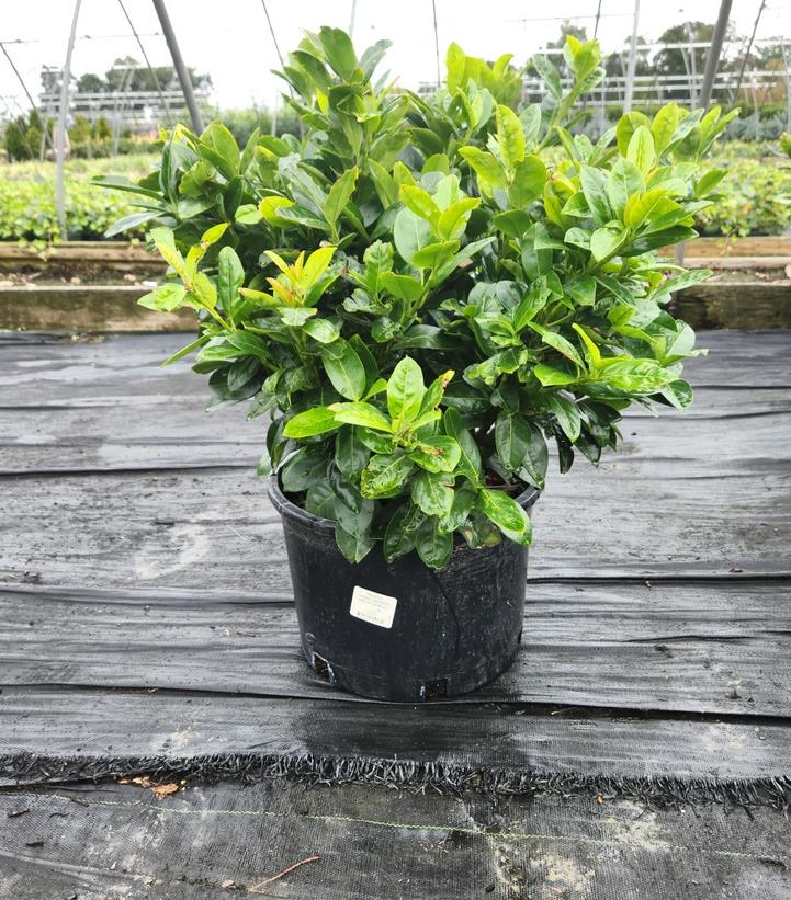 Prunus laurocerasus 'Green Goblet'