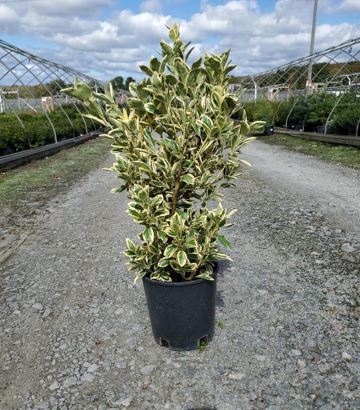 Euonymus japonicus Silver Queen