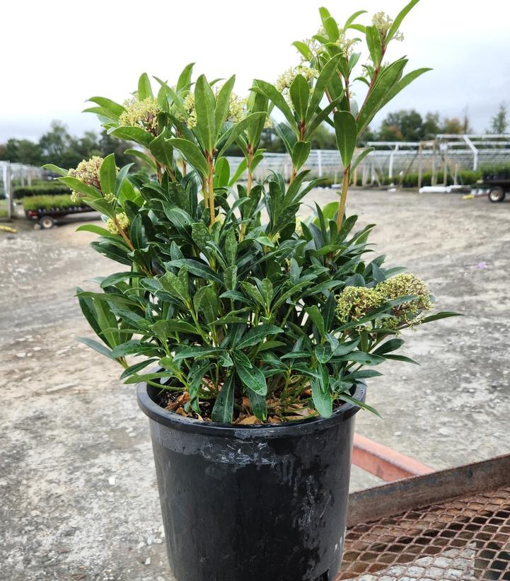 Skimmia japonica 