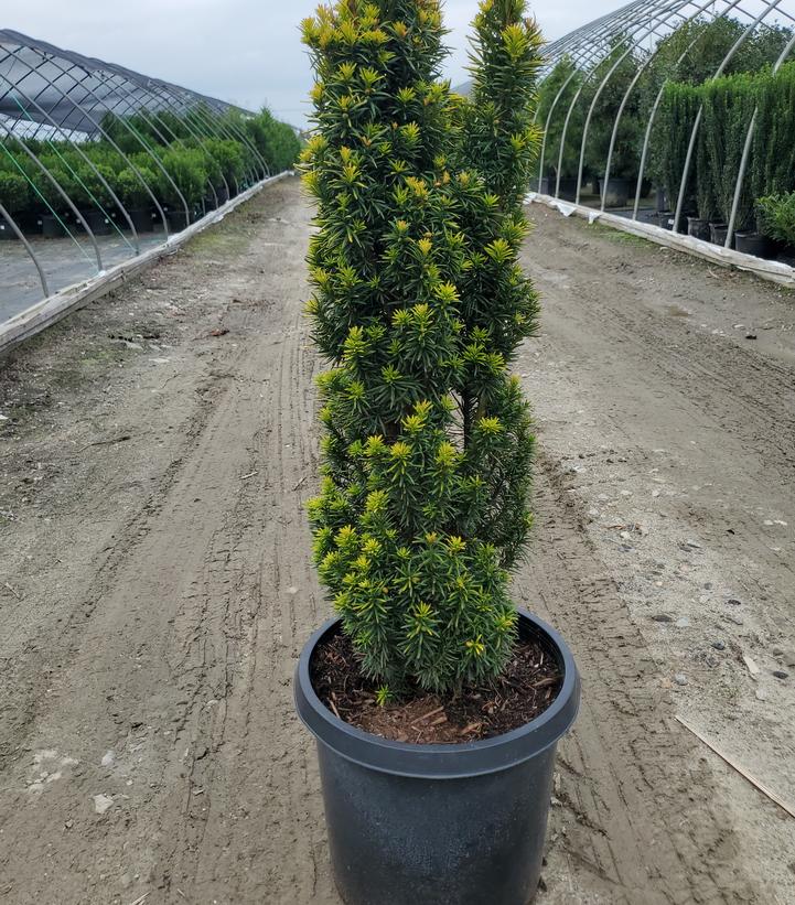 Taxus baccata 'Standishii'