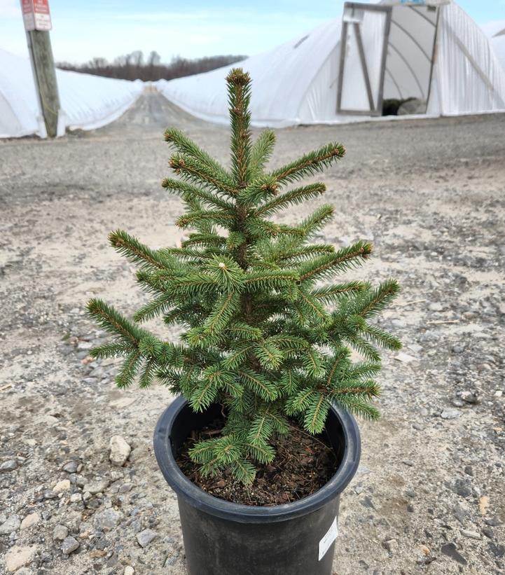 Picea meyeri 