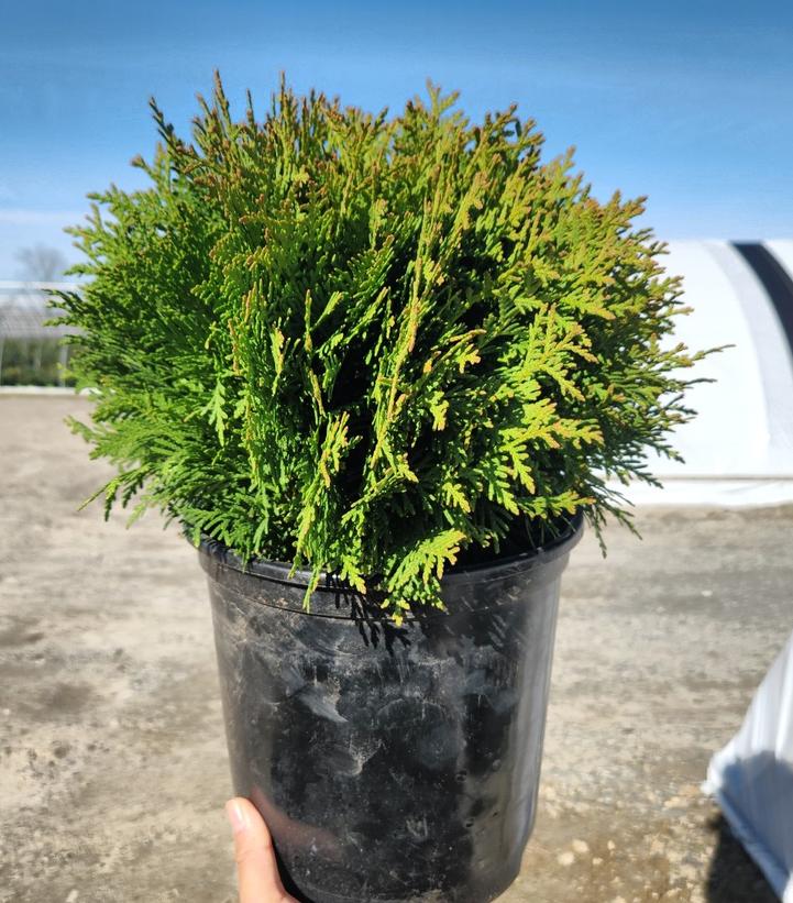 Thuja occidentalis 'Danica'