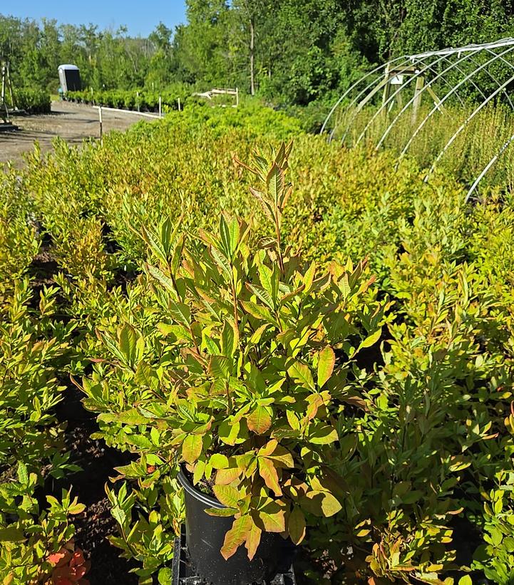 Azalea calendulaceum x Corley's Cardinal