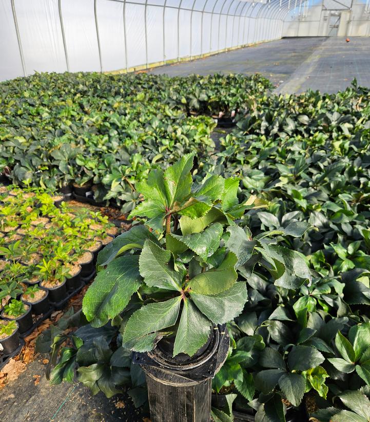 Helleborus x glandorfensis HGC® Ice N' Roses® Picotee