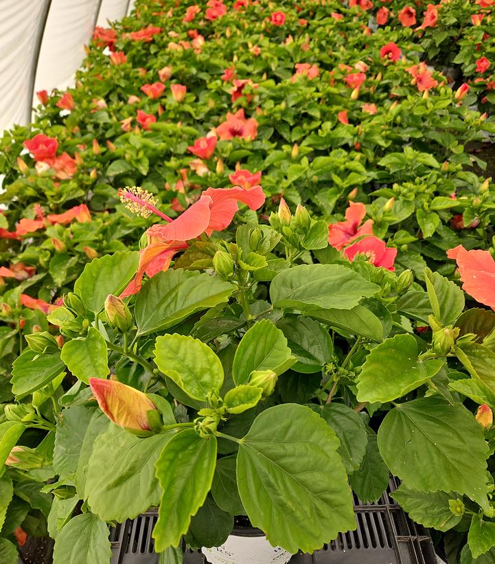 HIbiscus rosa-sinensis Hollywood Hibiscus® Disco Diva™