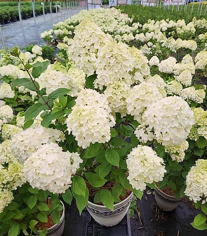 Hydrangea paniculata Pandora