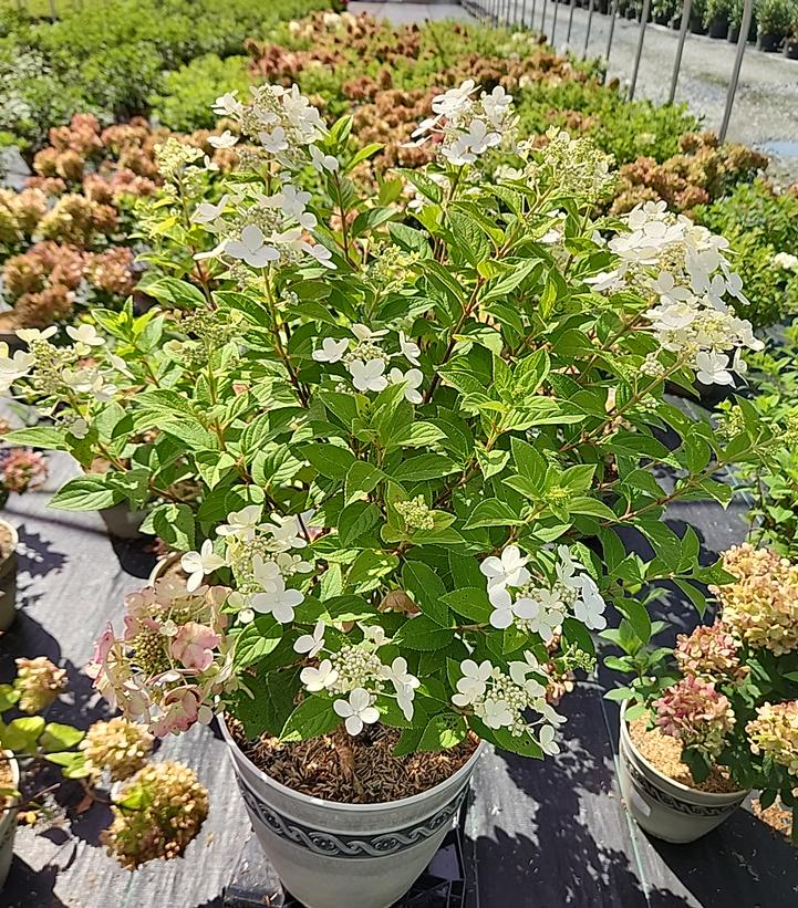 Hydrangea paniculata Panflora