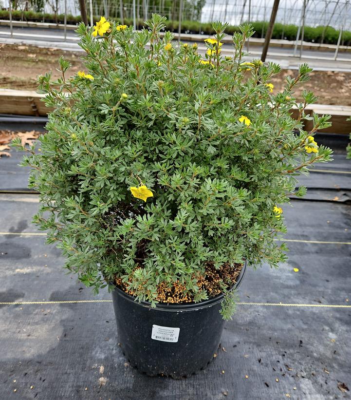 Potentilla fruticosa Cheesehead