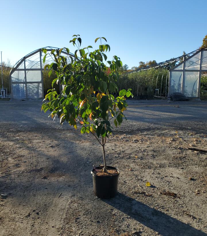 Cornus florida Spring Grove®