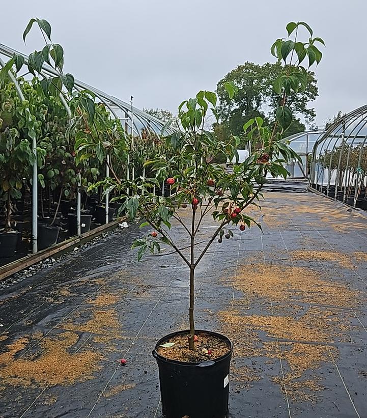 Cornus kousa 'Greensleeves'