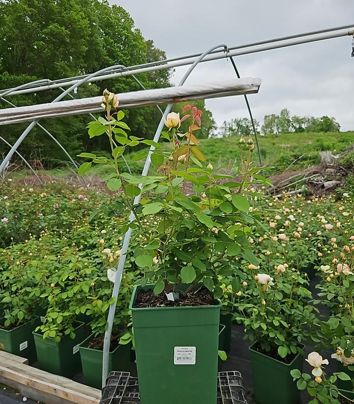 Rosa Windermere