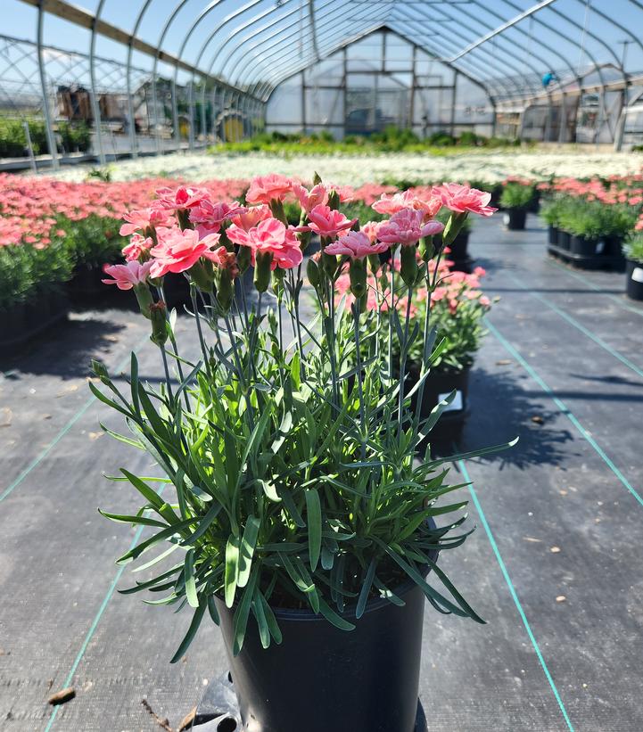 Dianthus x EverLast™ - Peach
