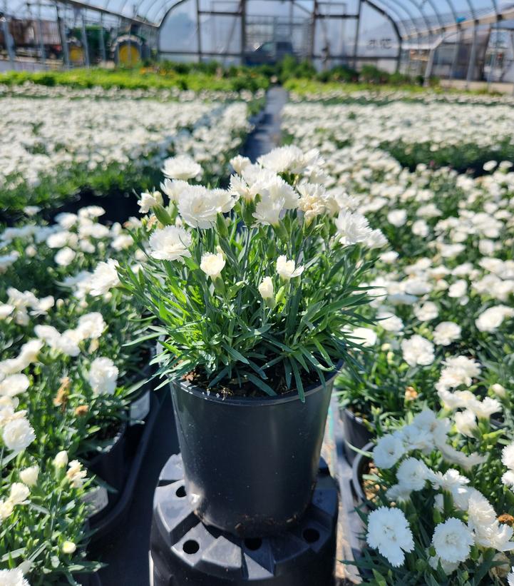 Dianthus x EverLast™ - White