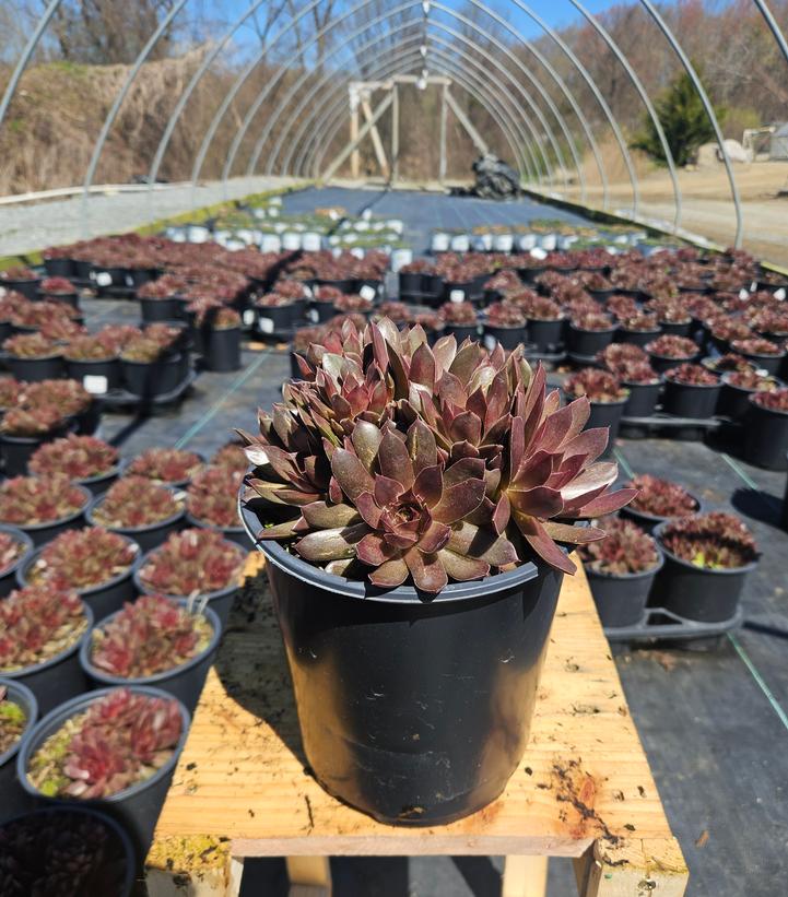 Sempervivum Chick Charms® Chocolate Kiss™