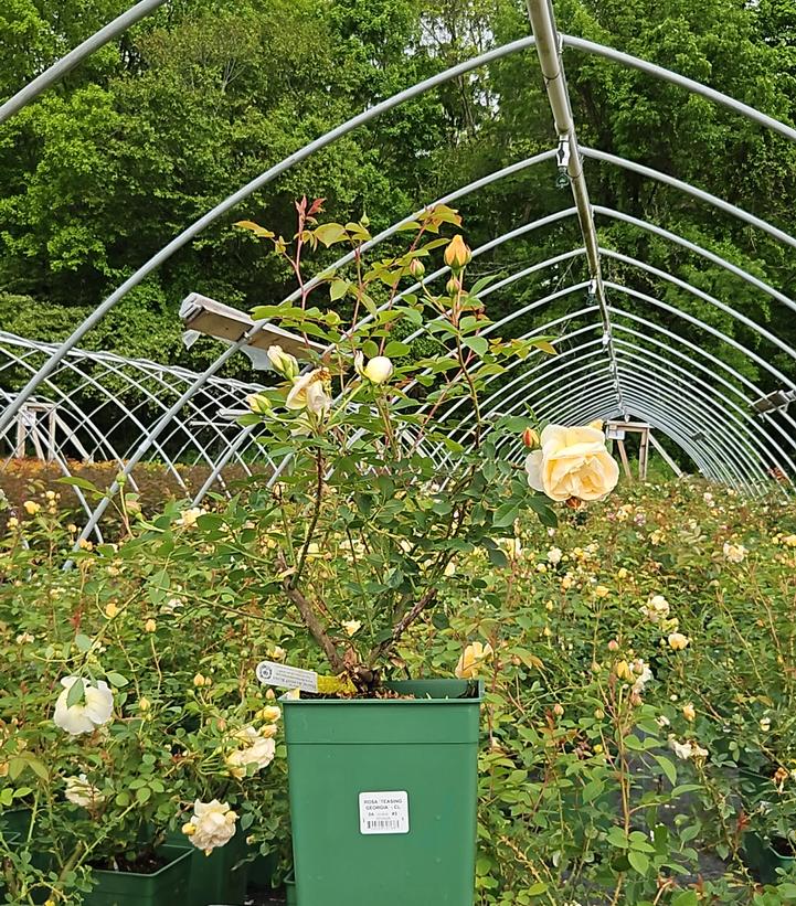 Rosa Teasing Georgia®