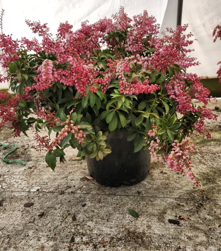 Pieris japonica Enchanted Forest® Impish Elf™