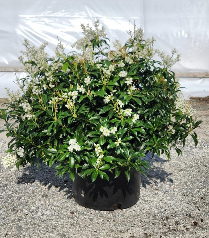 Pieris japonica Enchanted Forest® River Run™
