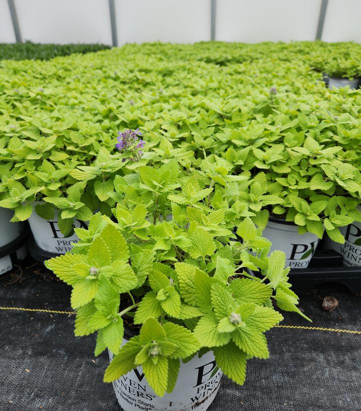 Nepeta x 'Lemon Purrfection'