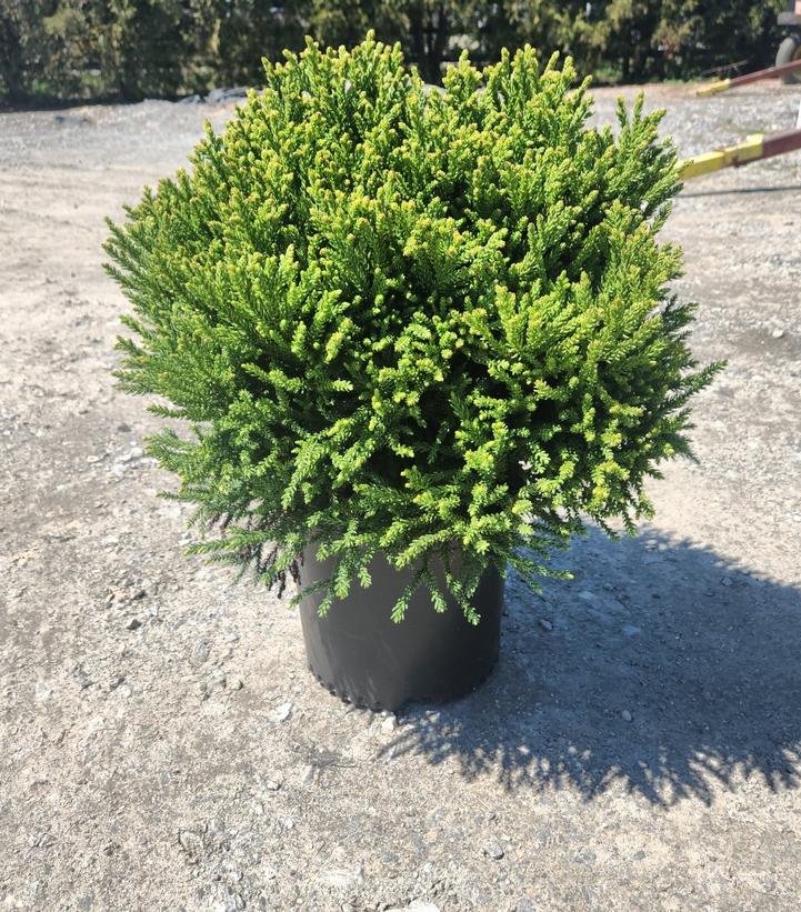 Cryptomeria japonica Dragon Prince™